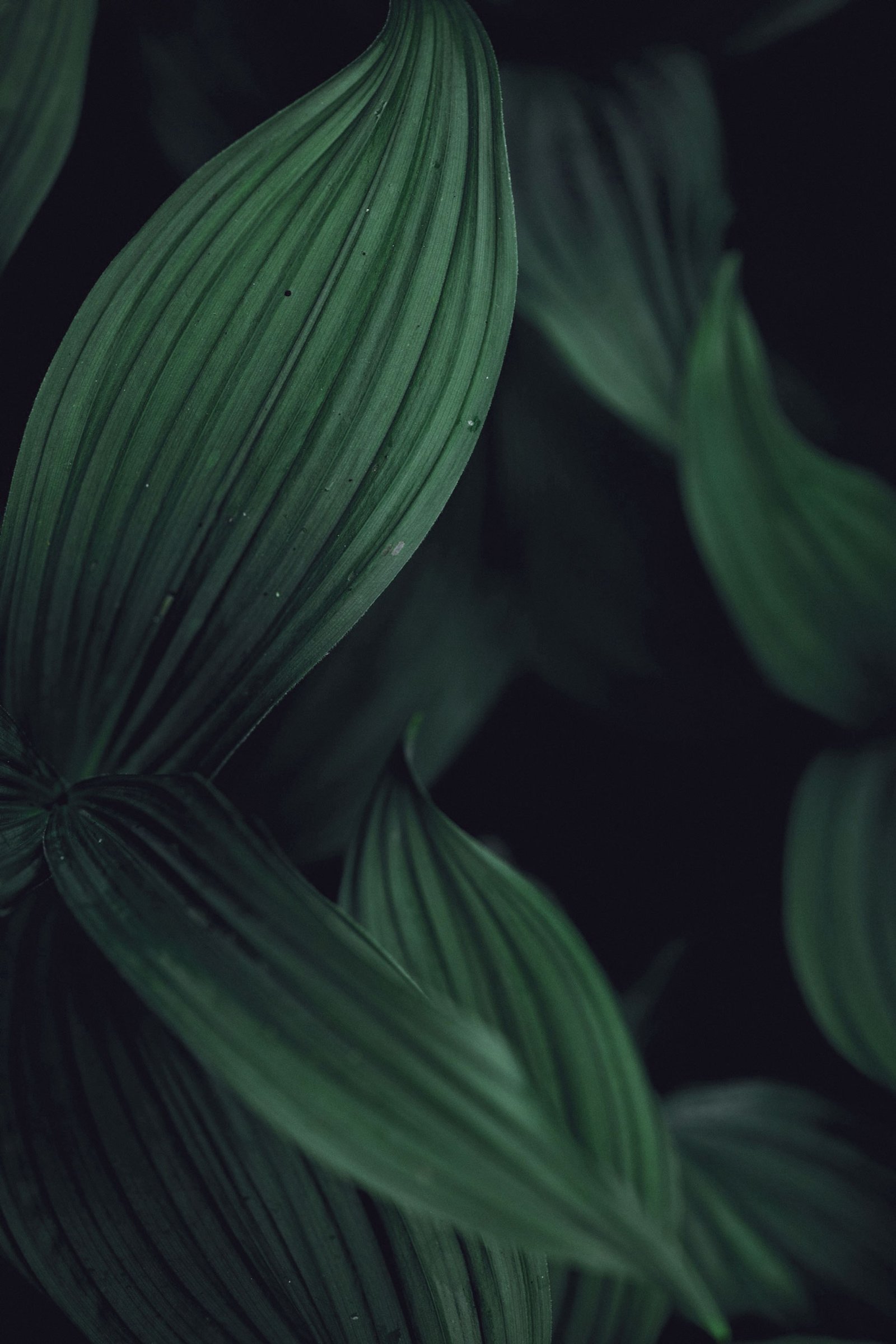 kal visuals ObdxO29DZPI unsplash web